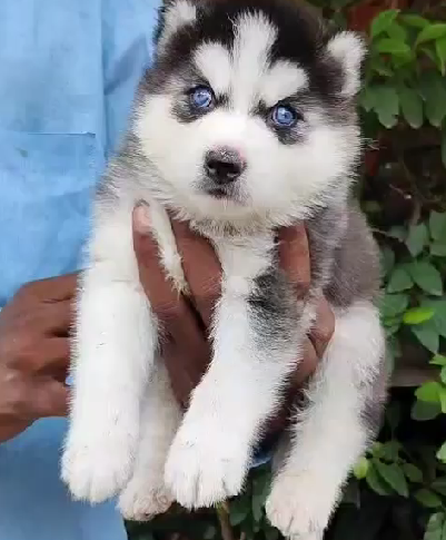 Siberian Husky female puppies price in bangalore