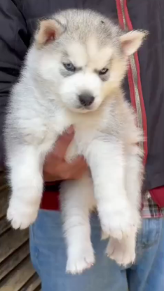 Siberian Husky for sale in Mumbai