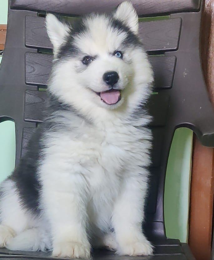 Siberian Husky puppies for sale online in hyderabad