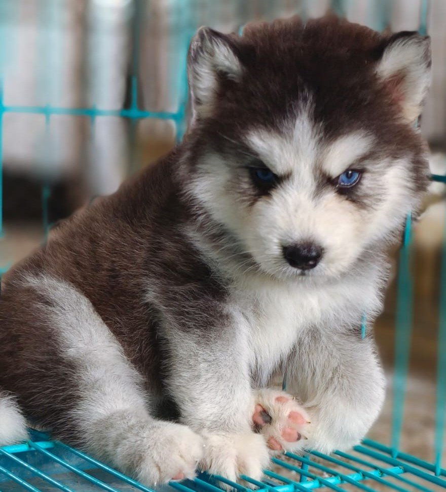 Siberian Husky pet shop in hyderabad