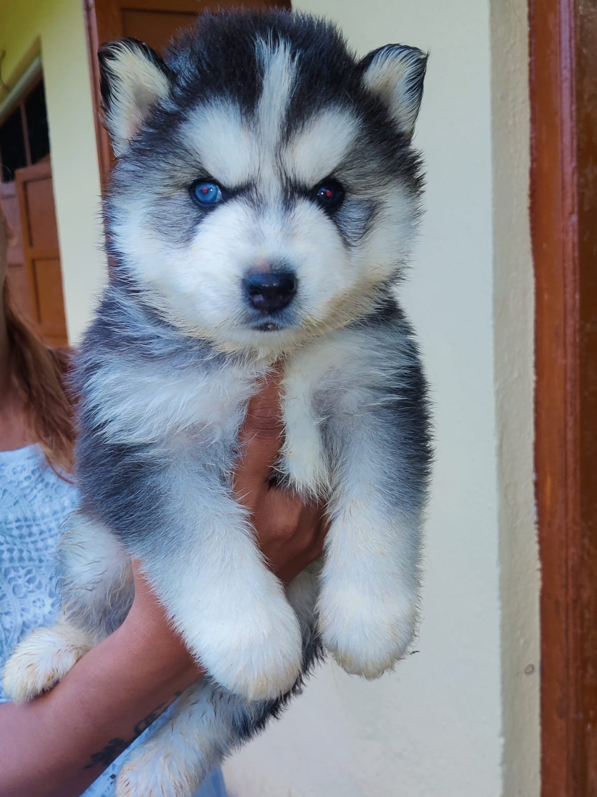 Siberian Husky male puppies for sale in hyderabad