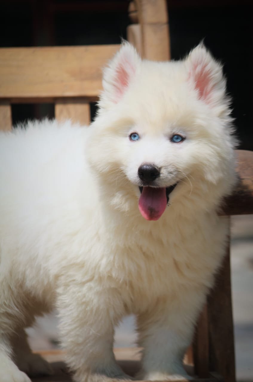 Siberian Husky dog breeder in hyderabad