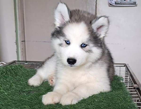 Siberian husky price in India