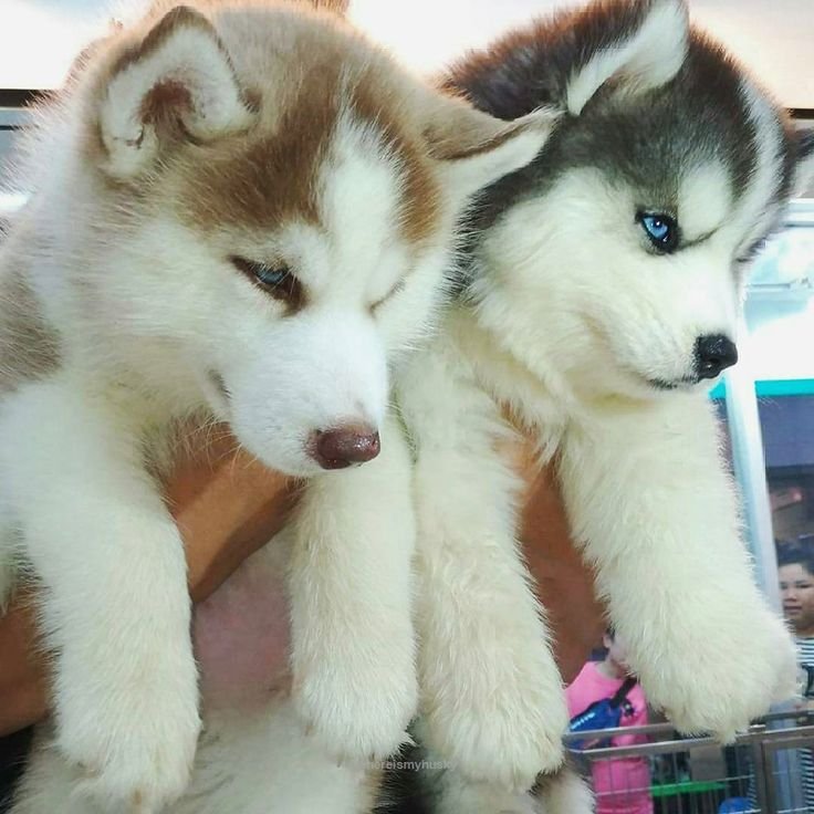 Siberian husky dog price in India