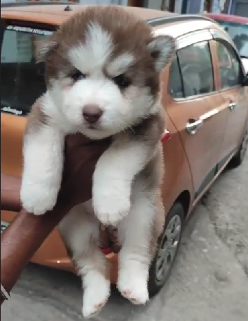 Siberian husky dog breeder in India