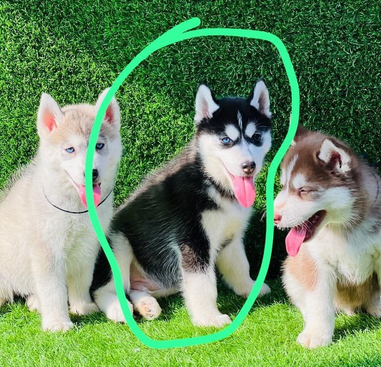 Siberian Husky puppies for sale in Kolkata