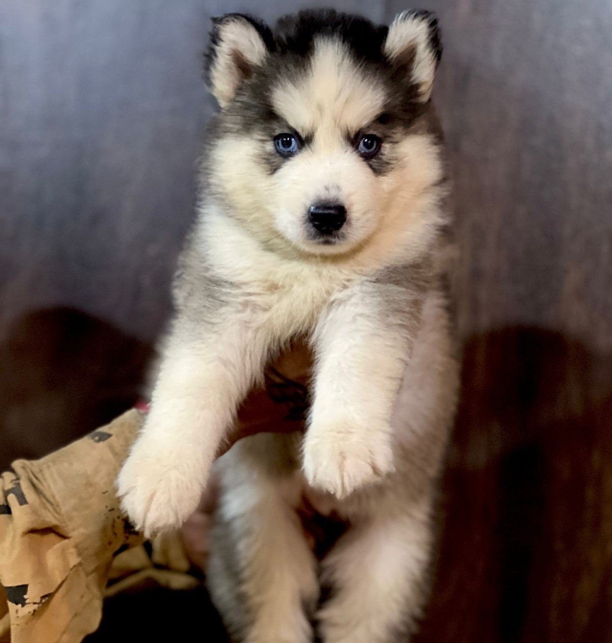 Siberian Husky pet shop in Kolkata