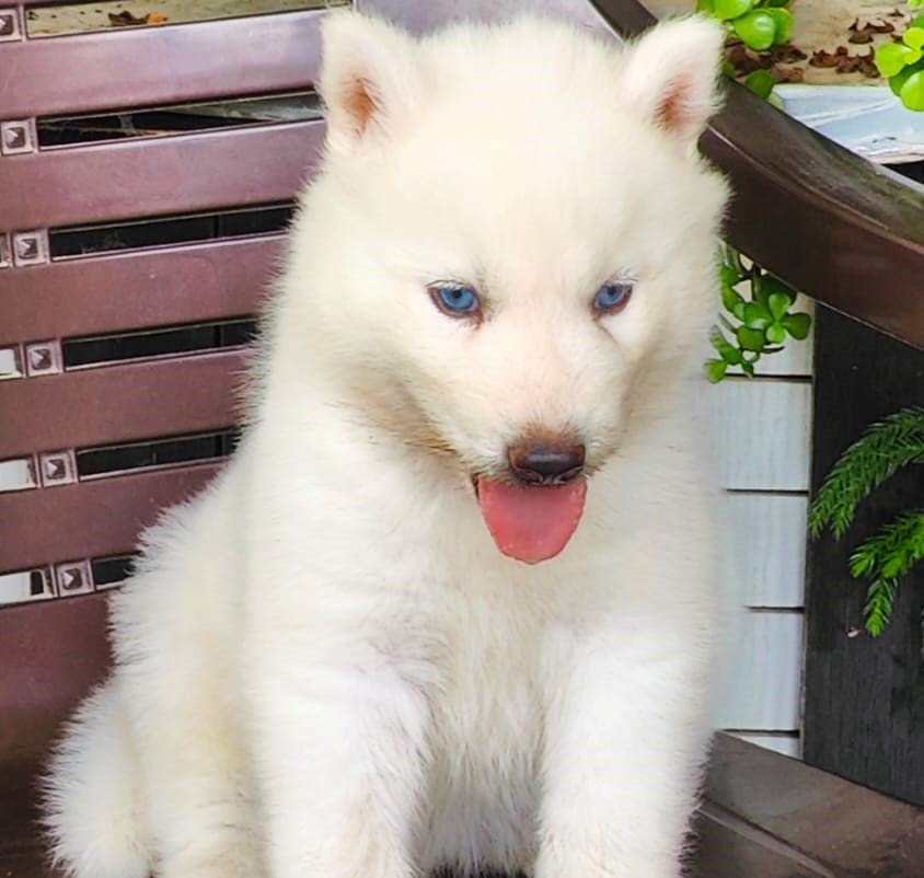 Buy champion quality siberian husky puppies for sale in pune