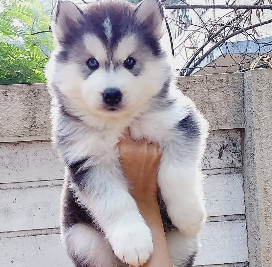 Siberian Husky dog price in pune