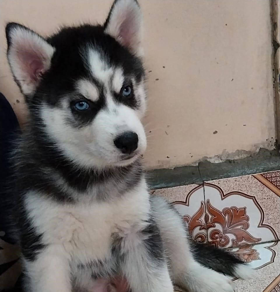 Siberian Husky pet shop in pune