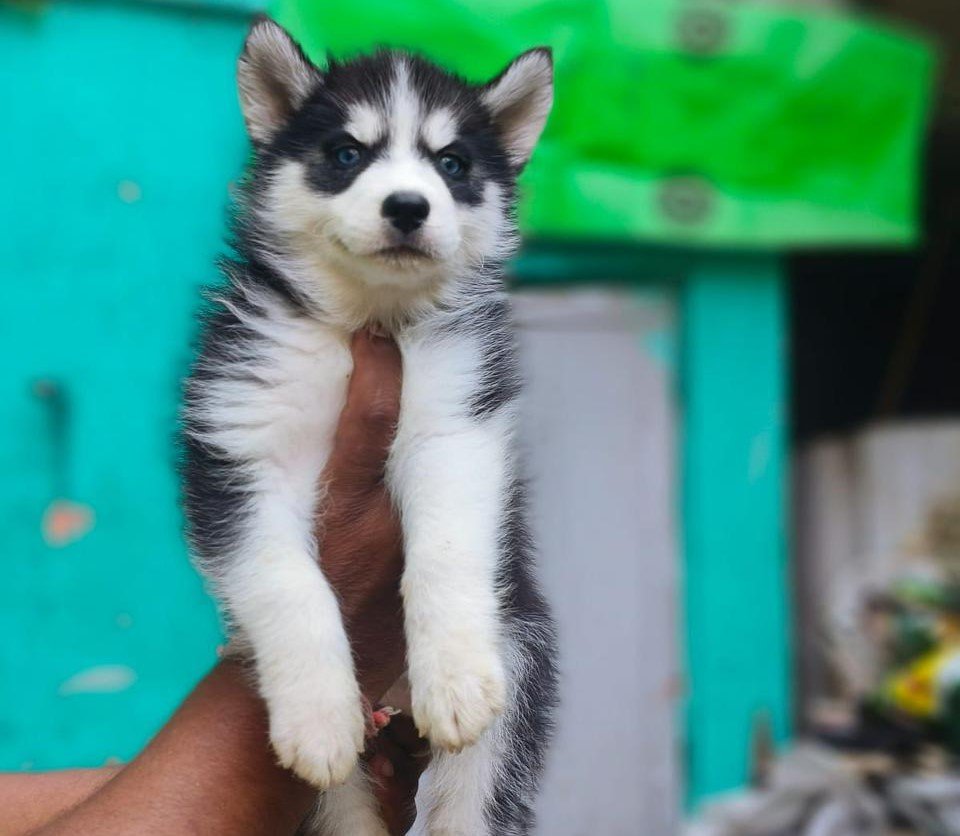 Siberian Husky breed puppy for sale in pune