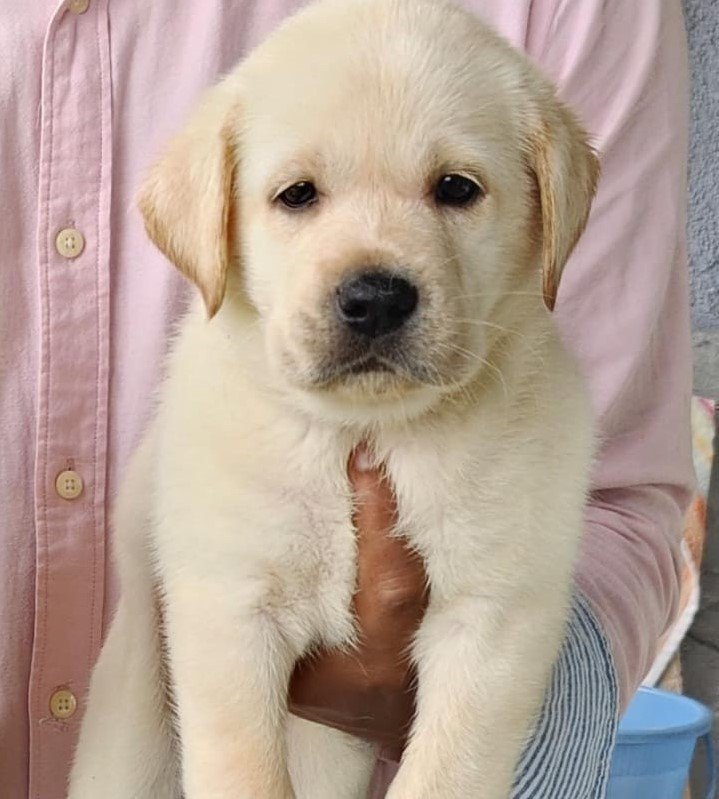 Labrador Retriever dog breed for sale in Kolkata
