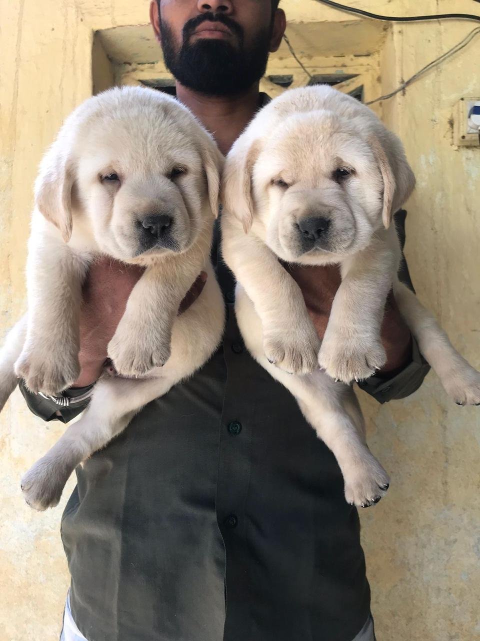 Labrador Retriever Female Puppies For Sale In Mumbai