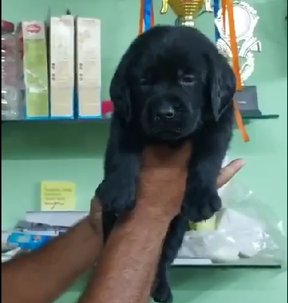 Labrador retriever puppies for sale in ahmedabad