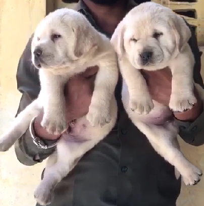 Champion line labrador retriever puppies price in ahmedabad