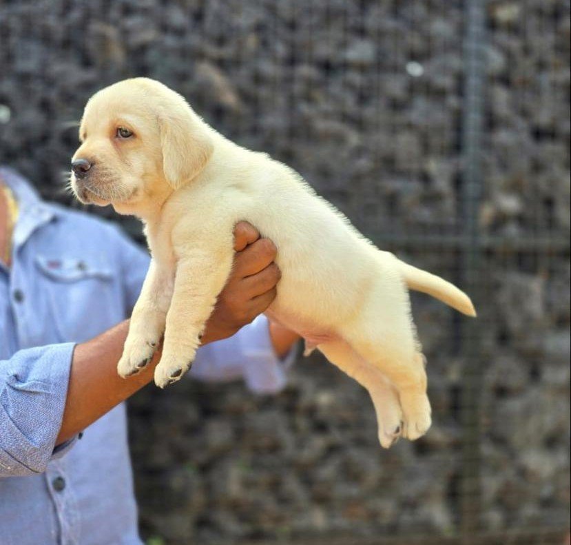 Labrador retriever breed puppies for sale in hyderabad