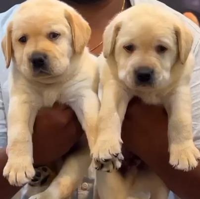 Labrador retriever male puppies for sale in hyderabad