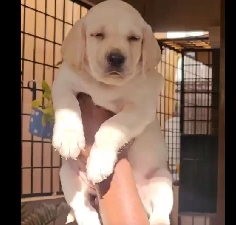 Labrador retriever female puppies for sale in hyderabad