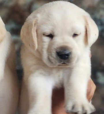Labrador Retriever pet price in Kolkata