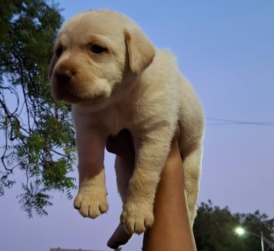 Labrador retriever female puppy price in Kolkata