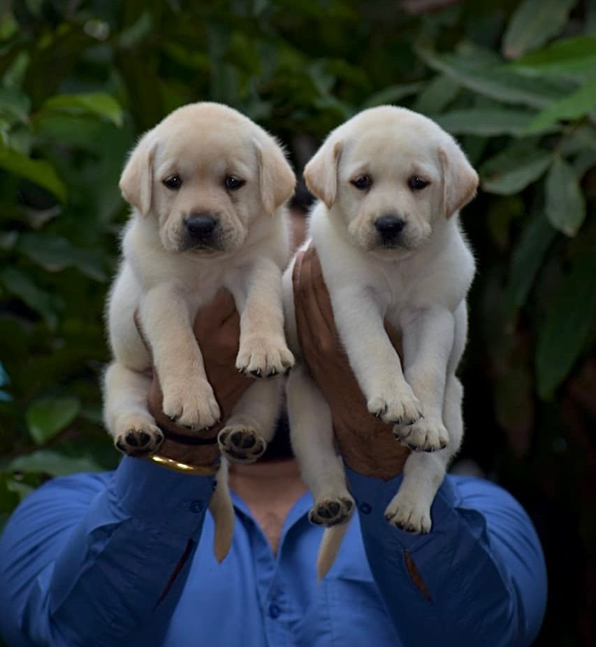 Labrador Retriever female puppies for sale in Kolkata