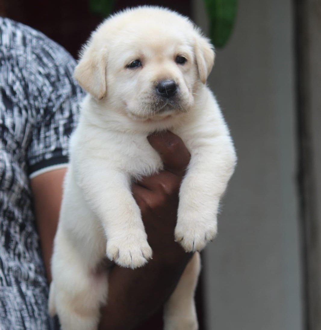 Labrador Retriever puppies for sale online in pune