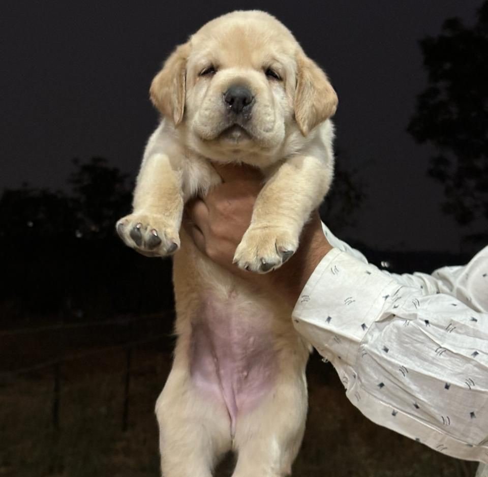 Labrador Retriever male puppies for sale in pune