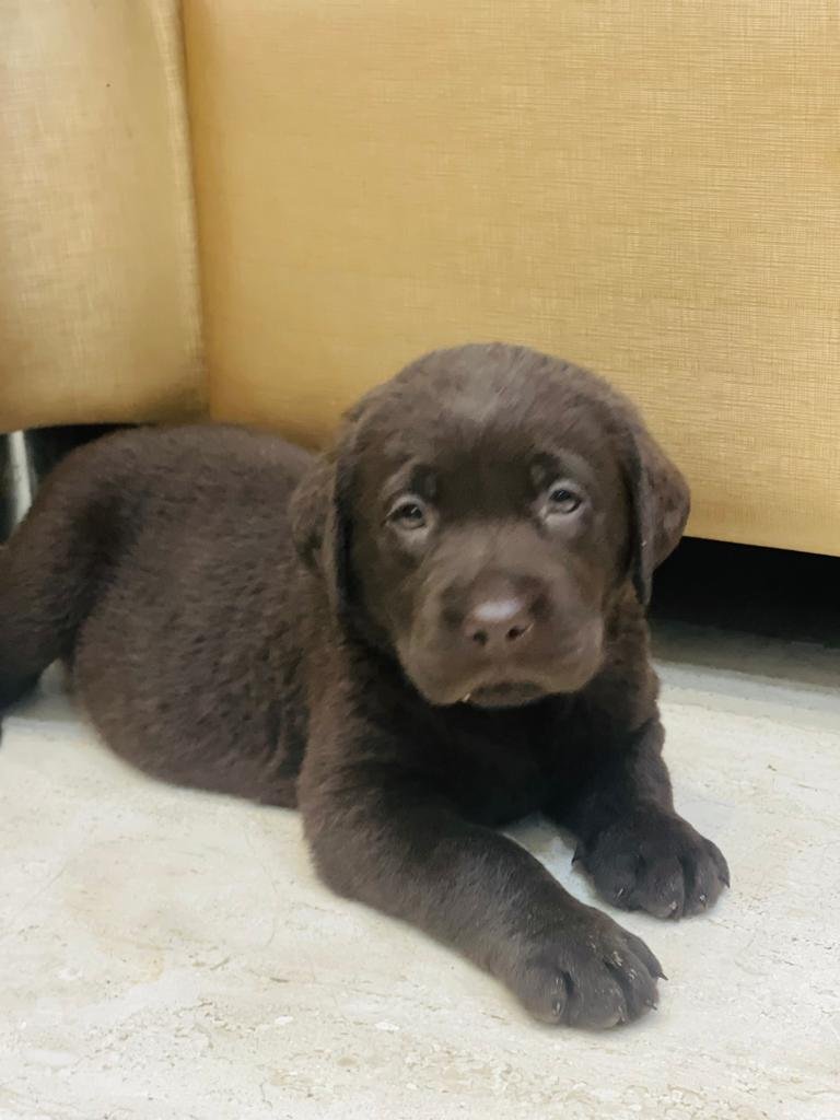 Champion liner Labrador puppies for sale in ahmedabad retriever 