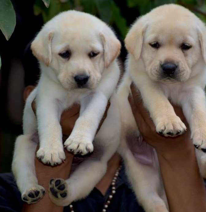 Lab puppy for sale online in India