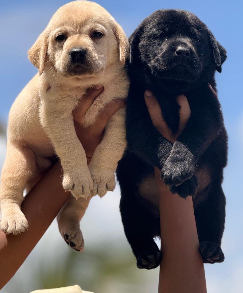 Labrador dog breeder in India