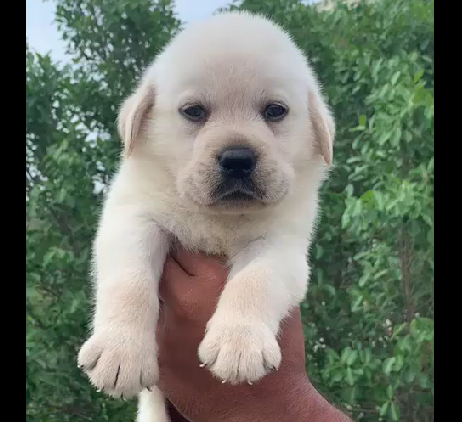 Labrador Retriever Female Puppies For Sale In Goa