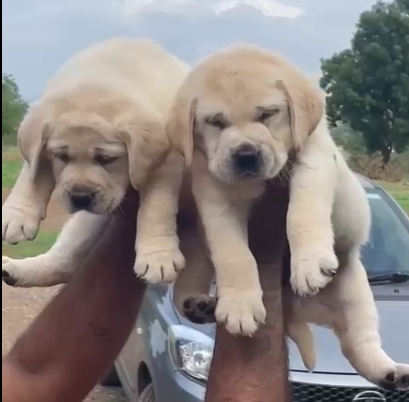 Labrador Retriever Pet Shop In Goa