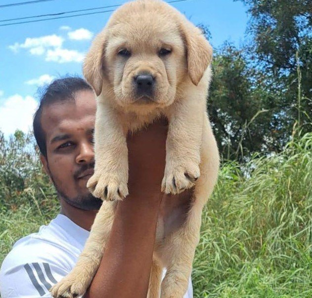 Labrador Retriever Male Puppies Price In Goa