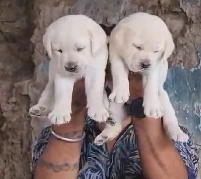 KCI registerd labrador puppies price in jaipur