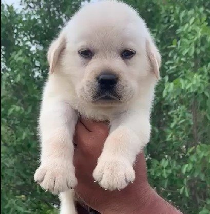 labardor retriever dog price in jaipur