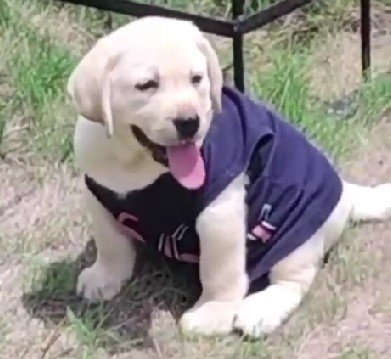 labrador retriever breed for sale in vizag