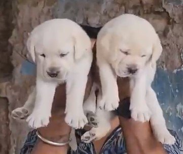 labrador retriever puppies for sale online in vizag