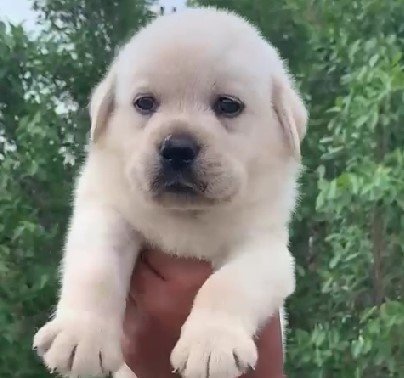 labrador retriever male puppy for sale in vizag