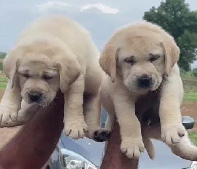 labrador retriever dog price in vizag