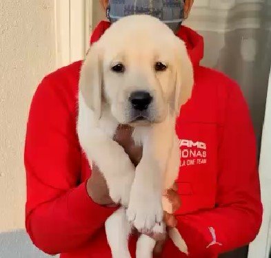 labrador retriever female puppy price in vizag