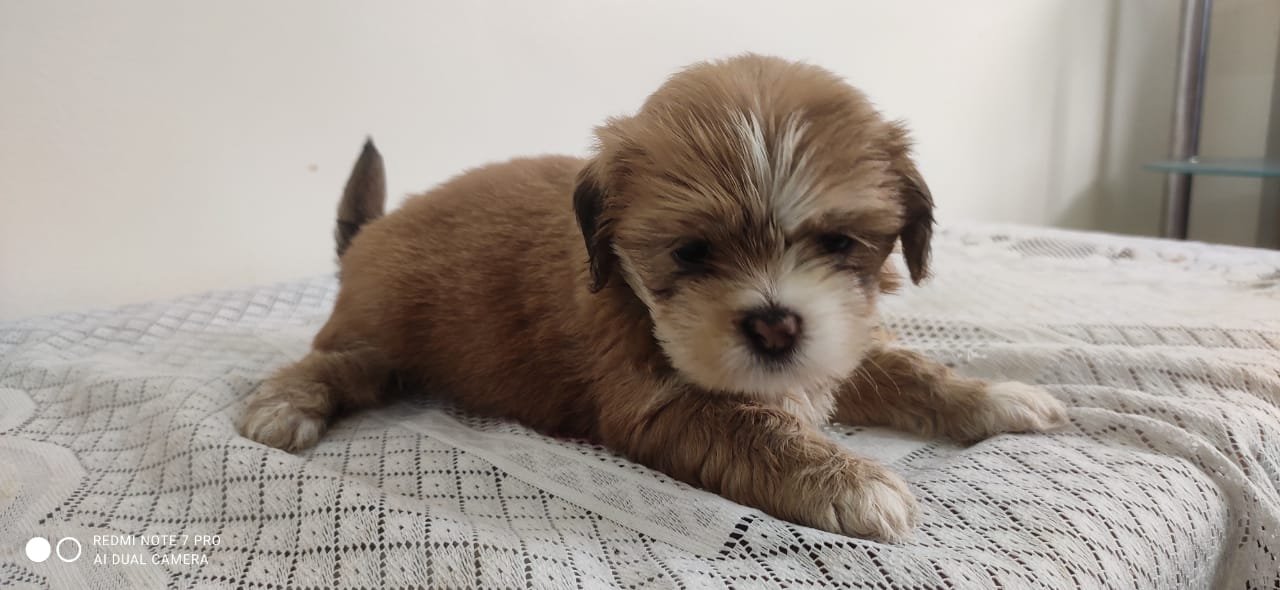 Lhasa Apso Male Puppies For Sale In Mumbai