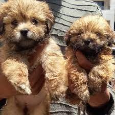 Lhasa Apso Male Puppies Price In Pune