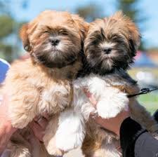 Lhasa Apso female puppies price in ahmedabad