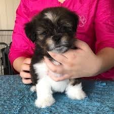 Champion line lhasa apso puppies for sale in ahmedabad