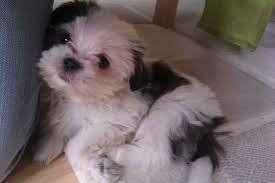 Champion line lhasa apso puppies price in ahmedabad