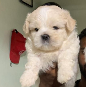 lhasa apso puppies price in chennai