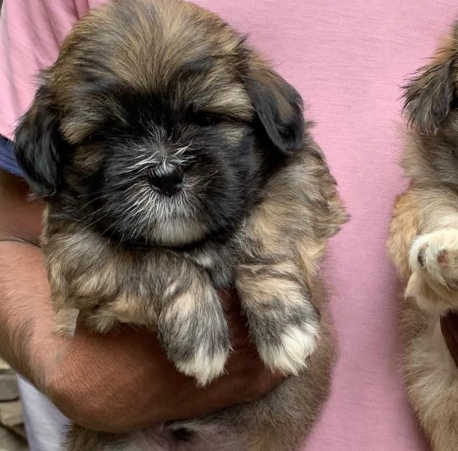 lhasa apso puppies for sale online in chennai