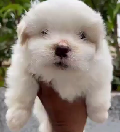 lhasa apso pet shop in chennai