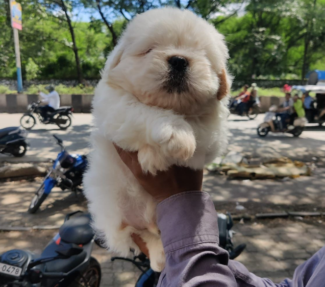 lhasa apso dog breeder in chennai