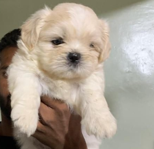 lhasa apso dog price in chennai